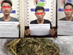 3 Pemuda Payakumbuh Kepergok Pesta Ganja dan Berujung di Penjara