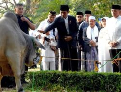 Menuju Idul Adha, Sapi Kurban Presiden Jokowi akan di Sembelih di Masjid Raya Padang