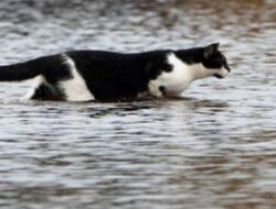 3 Daerah Sumbar Terjadi Banjir, Ratusan Rumah Terkena Dampaknya