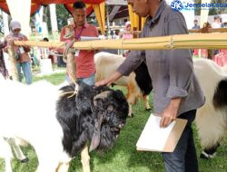 Kontes Ternak Kambing Seni Kota Solok 2024, Ajang Silaturahmi dan Edukasi Peternak Se-Sumatera Barat.