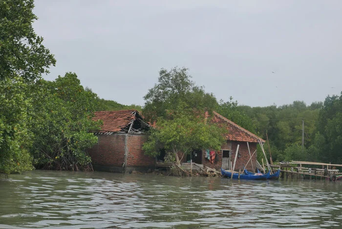 Hari Hutan Indonesia 2025: Krisis Iklim, Banjir Rob, dan Hutan yang Kian Menghilang