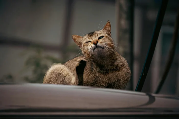 4 Cara Ampuh Mencegah Kutu Kucing Pada Peliharan Kamu