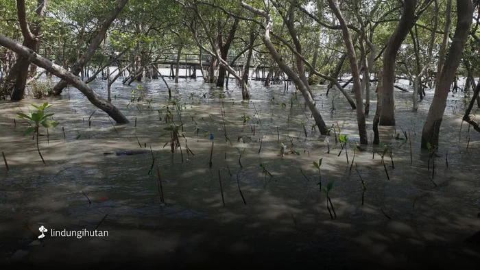 Sedekah Pohon LindungiHutan Dorong Aksi Nyata Pulihkan Ekosistem Pesisir Surabaya