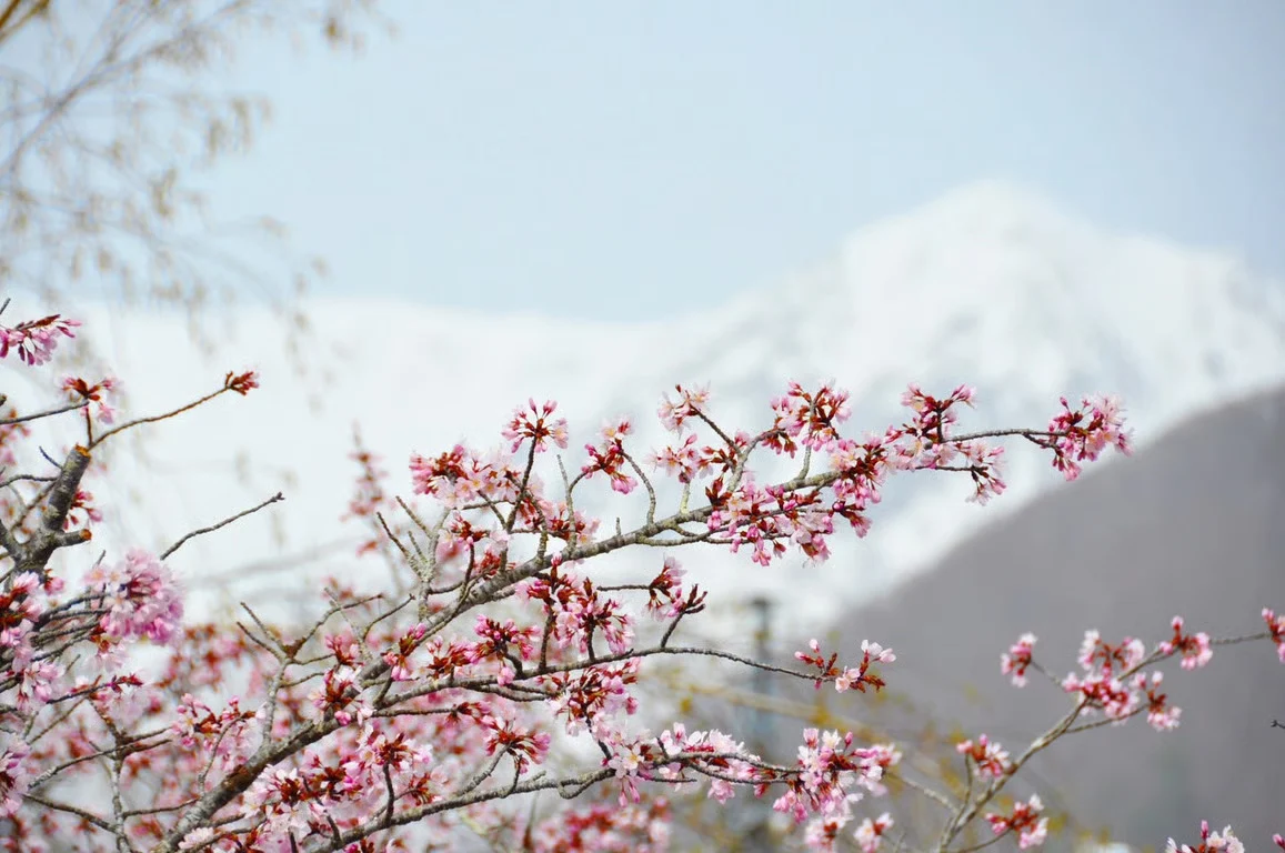 Keajaiban Salju dan Sakura di Otari Nagano